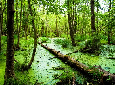пословицы и поговорки про болото