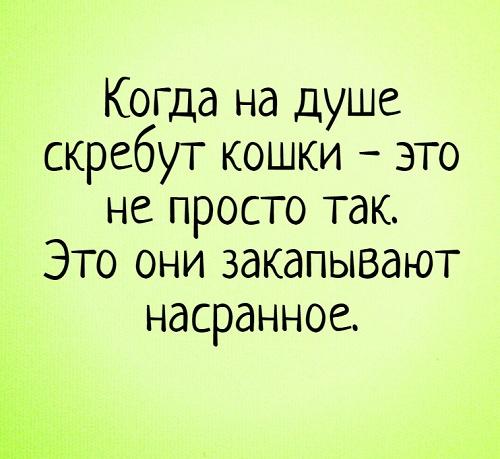 Подробнее о статье Прикольные и смешные статусы