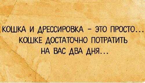 Подробнее о статье Короткие остроумные афоризмы и фразы