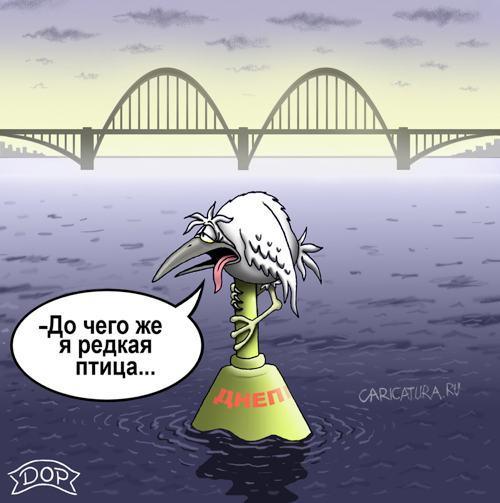 карикатура про птиц