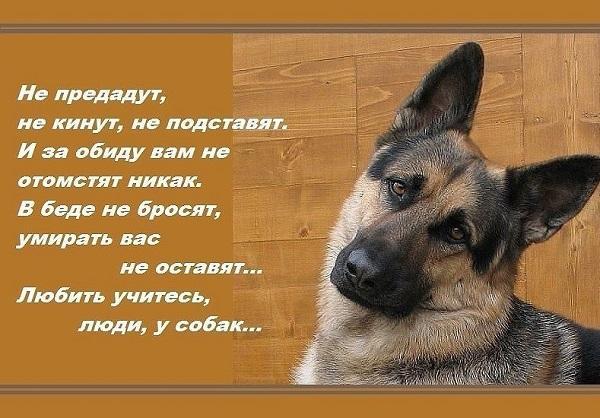 стихи про собак