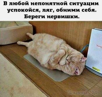 смешные коты