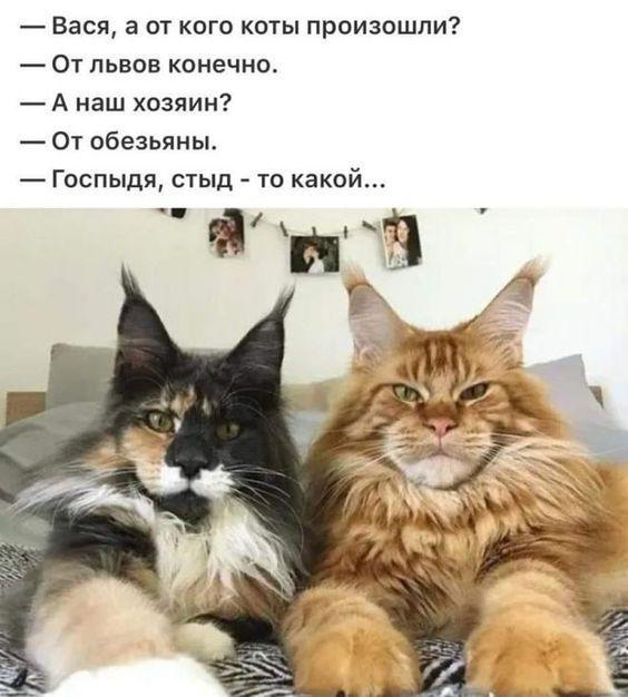 Самые смешные коты на картинках