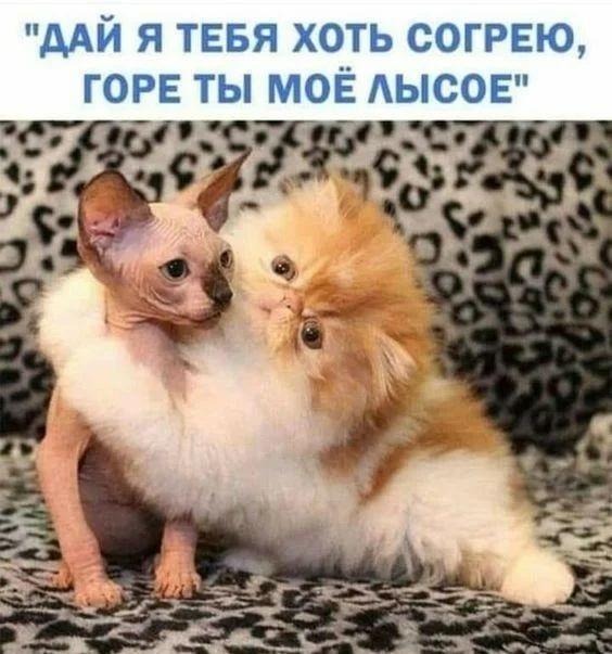 Самые смешные коты на картинках