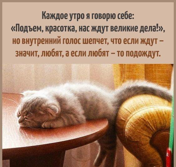 Смешные до слез коты