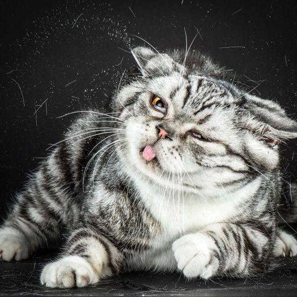 Подробнее о статье Смешные до слез коты