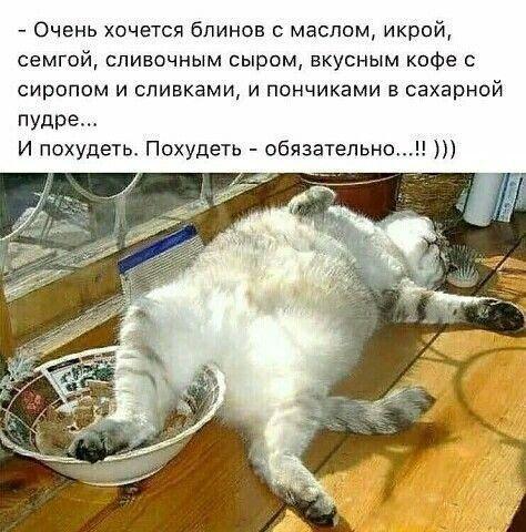 Смешные до слез коты