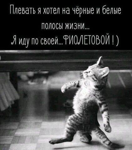 Очень смешные коты