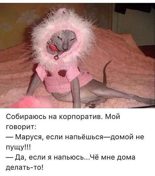 Очень смешные коты