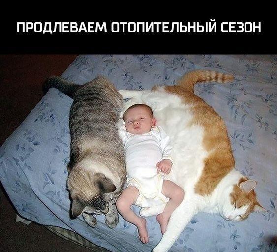 Очень смешные коты