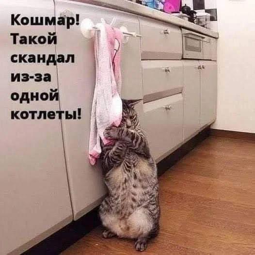 Read more about the article Очень смешные коты