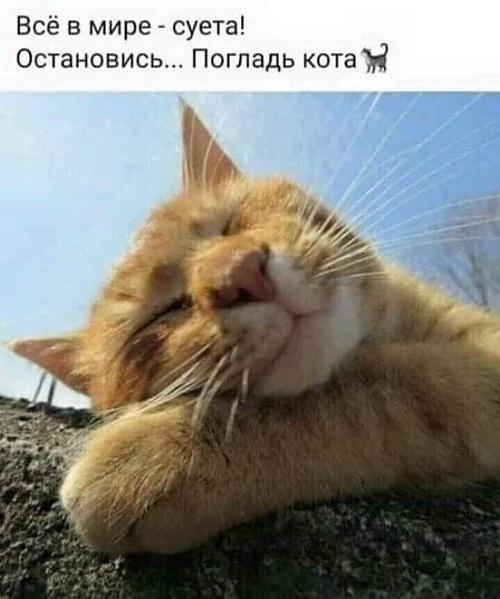 Смешные коты на картинках