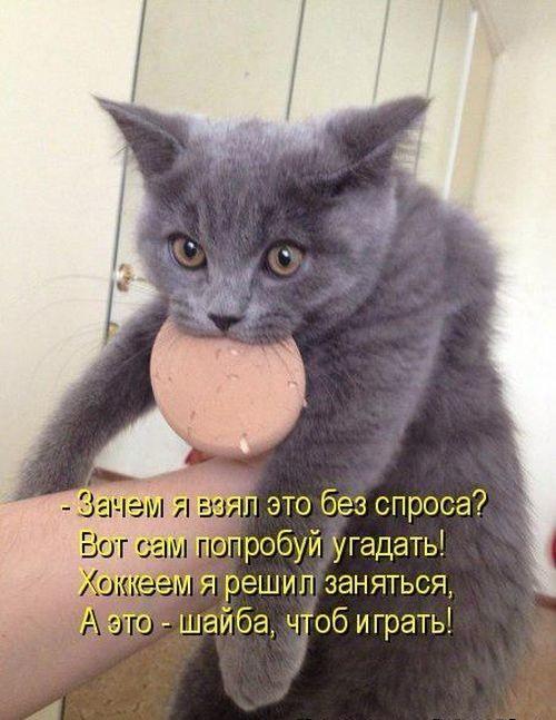 Смешные коты на картинках