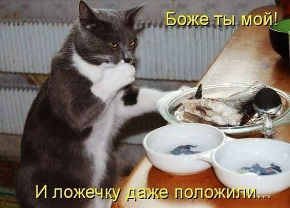 Смешные коты на картинках