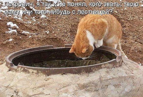 Смешные до слез коты на картинках