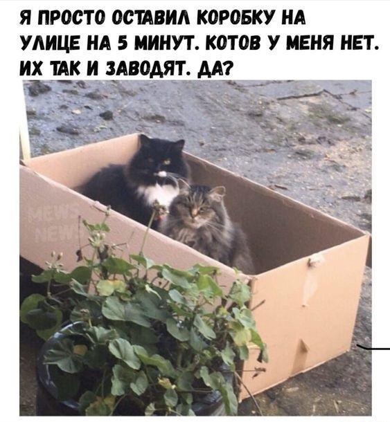 Смешные до слез коты на картинках