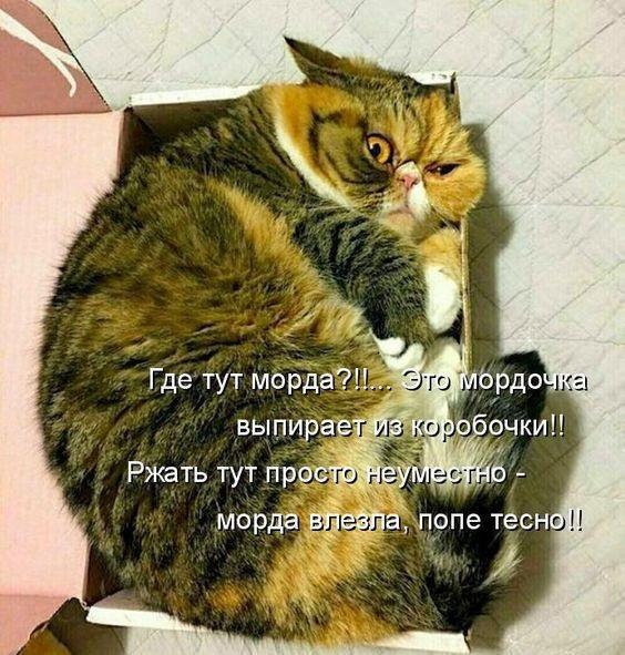 Смешные до слез коты на картинках