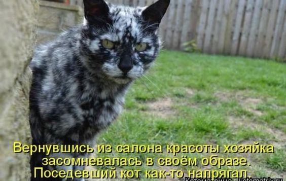 Самые смешные коты на картинках