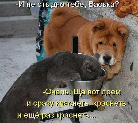 Самые смешные коты на картинках