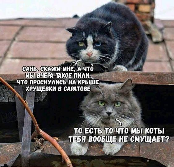 Самые смешные коты на картинках