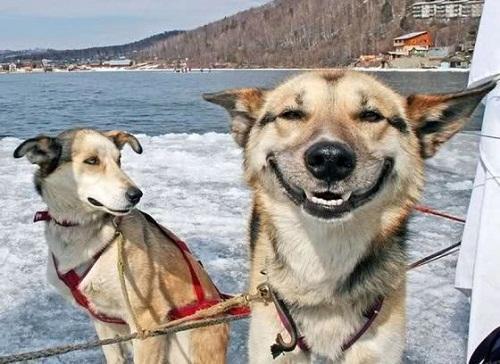 Смешные собаки на фото
