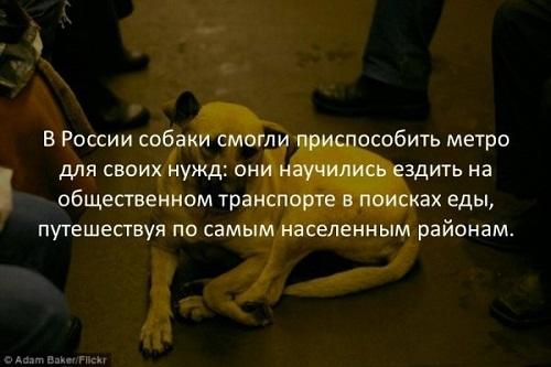 Смешные необычные факты