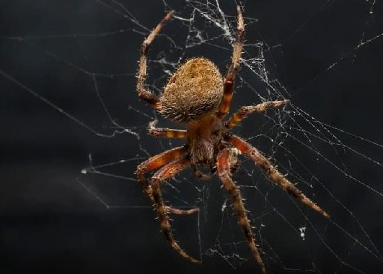 Подробнее о статье Интересные факты о пауках