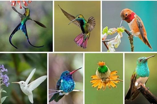 виды колибри