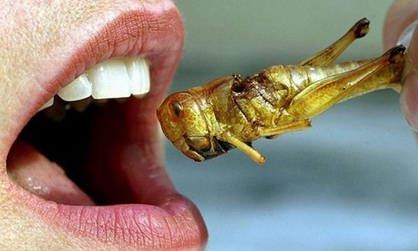 человек съедает насекомых