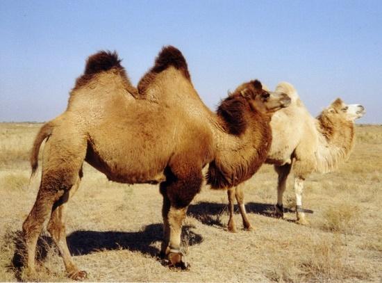 Подробнее о статье Интересные факты о верблюдах