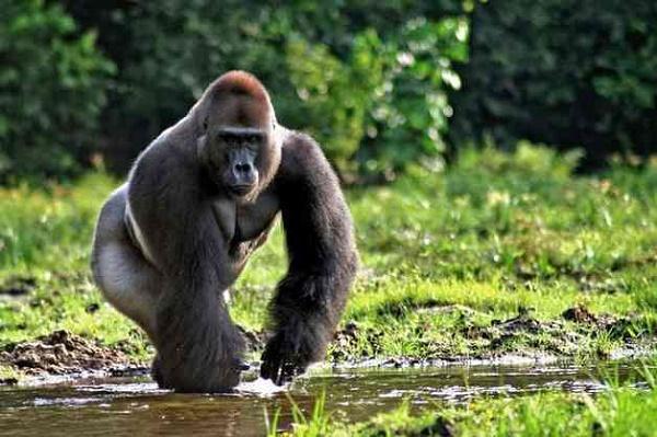 гориллы в дикой природе