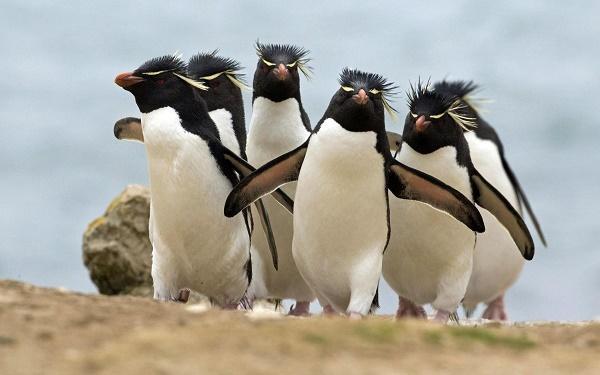 каменные пингвины