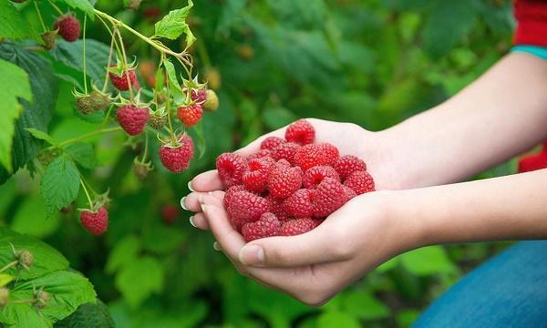 малина подсластитель к микстурам