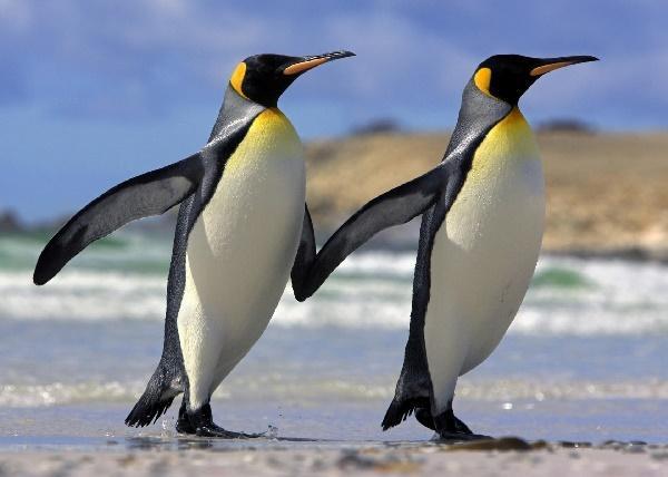 ноги пингвинов не мерзнут