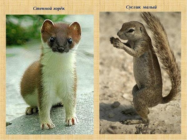 суслики хорьки