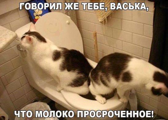 Смотреть прикольные и смешные картинки с надписями Подробнее о статье Смотреть прикольные и смешные картинки с надписями