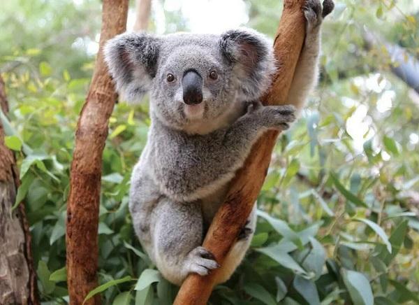 Подробнее о статье Интересные факты о коалах
