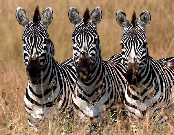 Подробнее о статье Интересные факты о зебрах