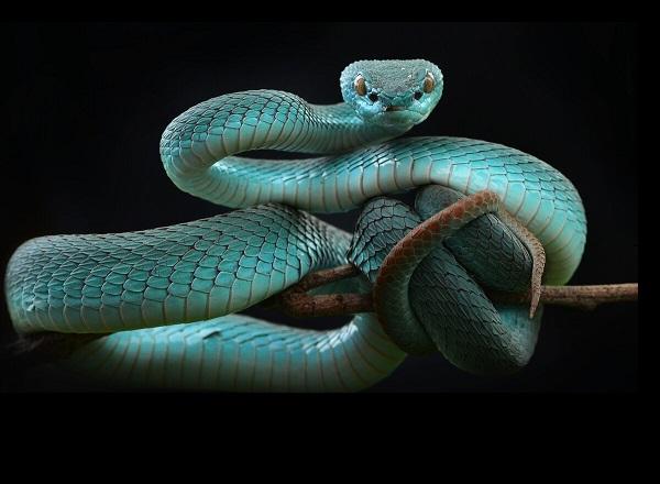 Подробнее о статье Интересные факты о змеях