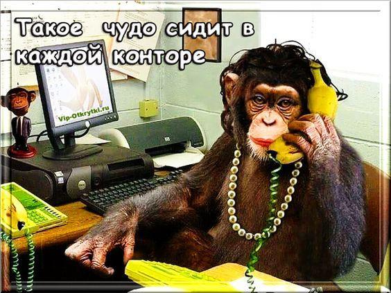 Смотреть самые смешные и убойные картинки с надписями