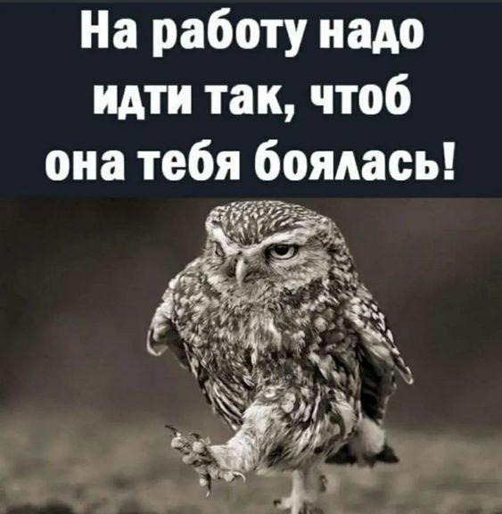 Подробнее о статье Смотреть прикольные до слез и угарные картинки с надписями