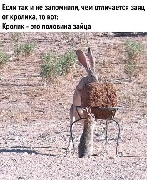 Смотреть самые смешные и убойные картинки с надписями