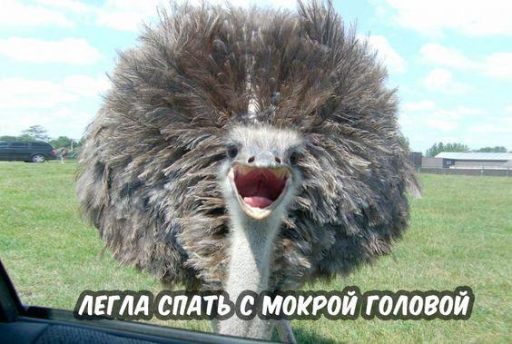 Смотреть самые смешные и убойные картинки с надписями