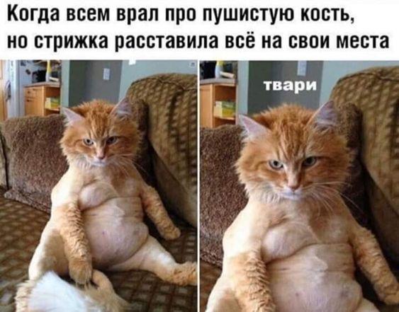 Смотреть самые смешные и убойные картинки с надписями