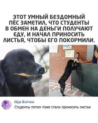 Веселые и забавные картинки с надписями