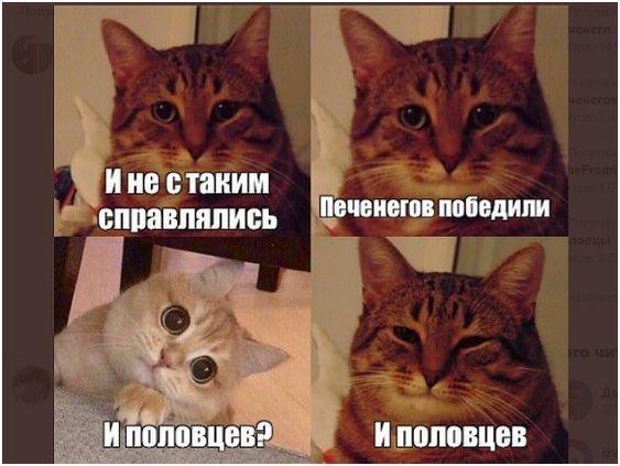 Смешные картинки с надписями про котов