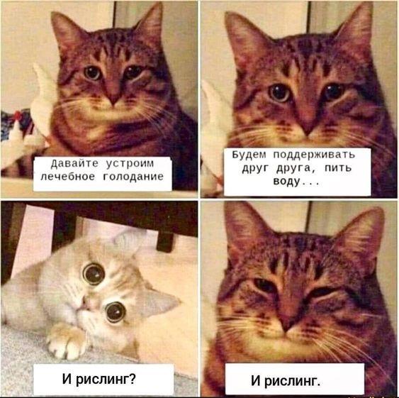 Смешные картинки с надписями про котов