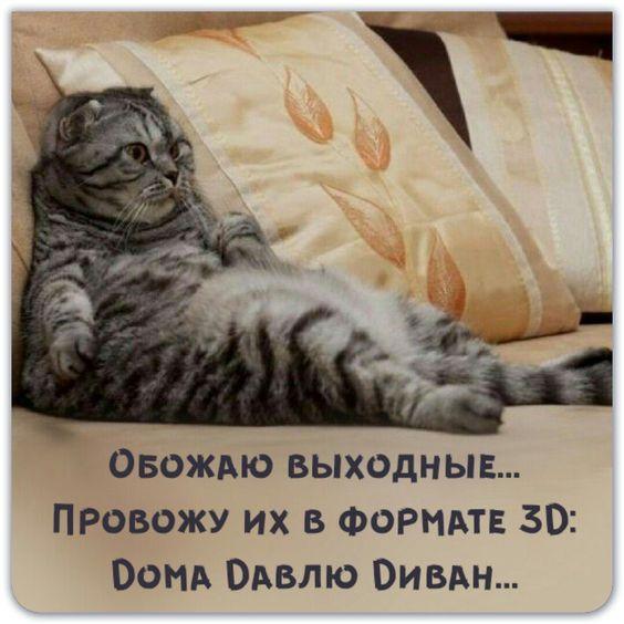 Read more about the article Прикольные надписи на картинках с котами и кошками