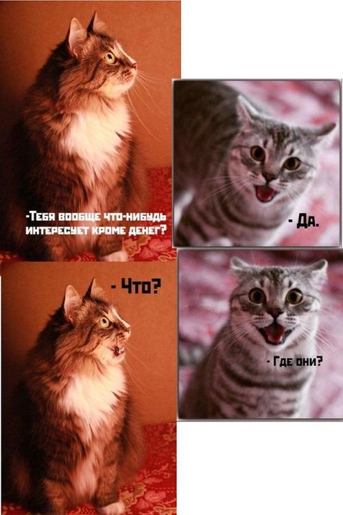 Смешные до слез мемы про котов