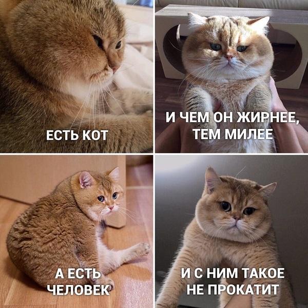 Смешные до слез мемы про котов